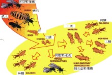 白蟻社會體系 白蟻社會體系
