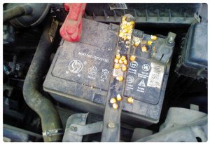 老鼠鉆進發動機艙隱患大 咬線路或致車起火